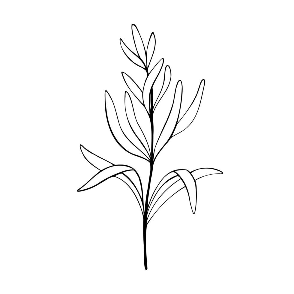 rosmarin plant.hand dragen rosmarin, svartvit skiss vektor illustration isolerat på vit bakgrund. organisk ört för matlagning och doftande krydda.