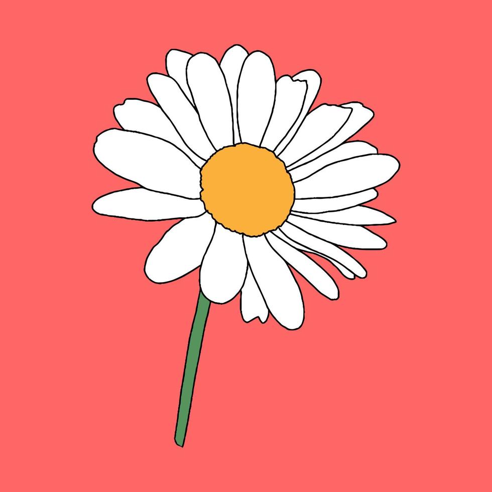 daisy blomma på röd bakgrund, blommig element, hand dragen botanisk illustration vektor