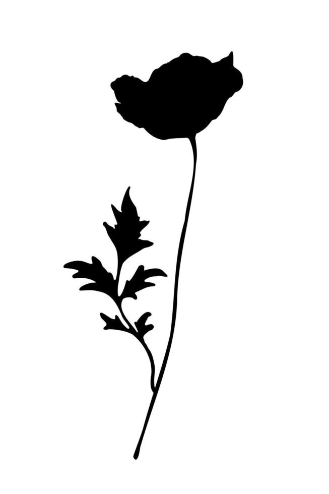 elegant vallmo blomma med blad svart silhuett på vit bakgrund vektor illustration. hand dragen botanisk design element.