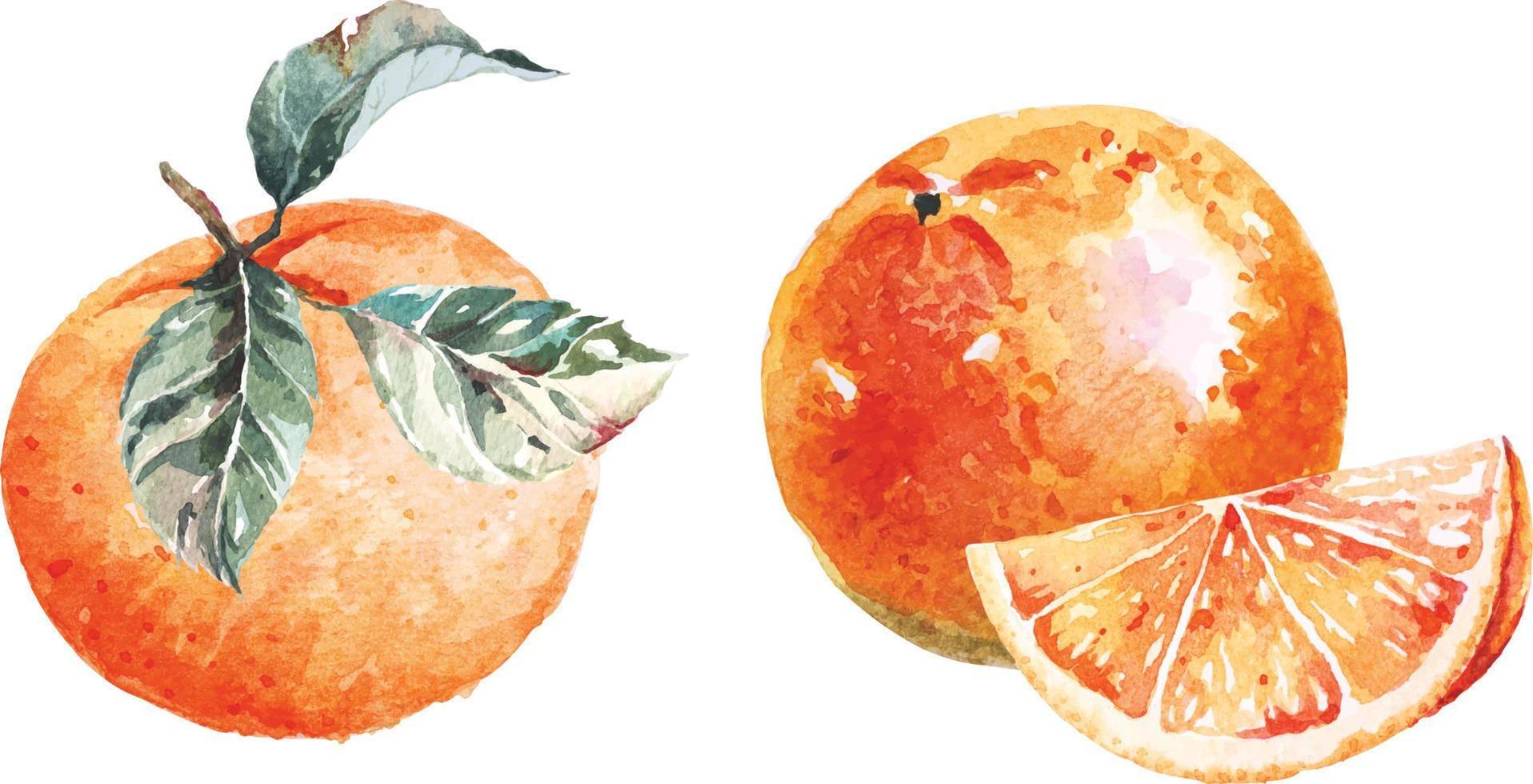 apelsiner målad med vattenfärger.naturliga mat frukt. citrus- fruit.illustration av mandarin. vektor