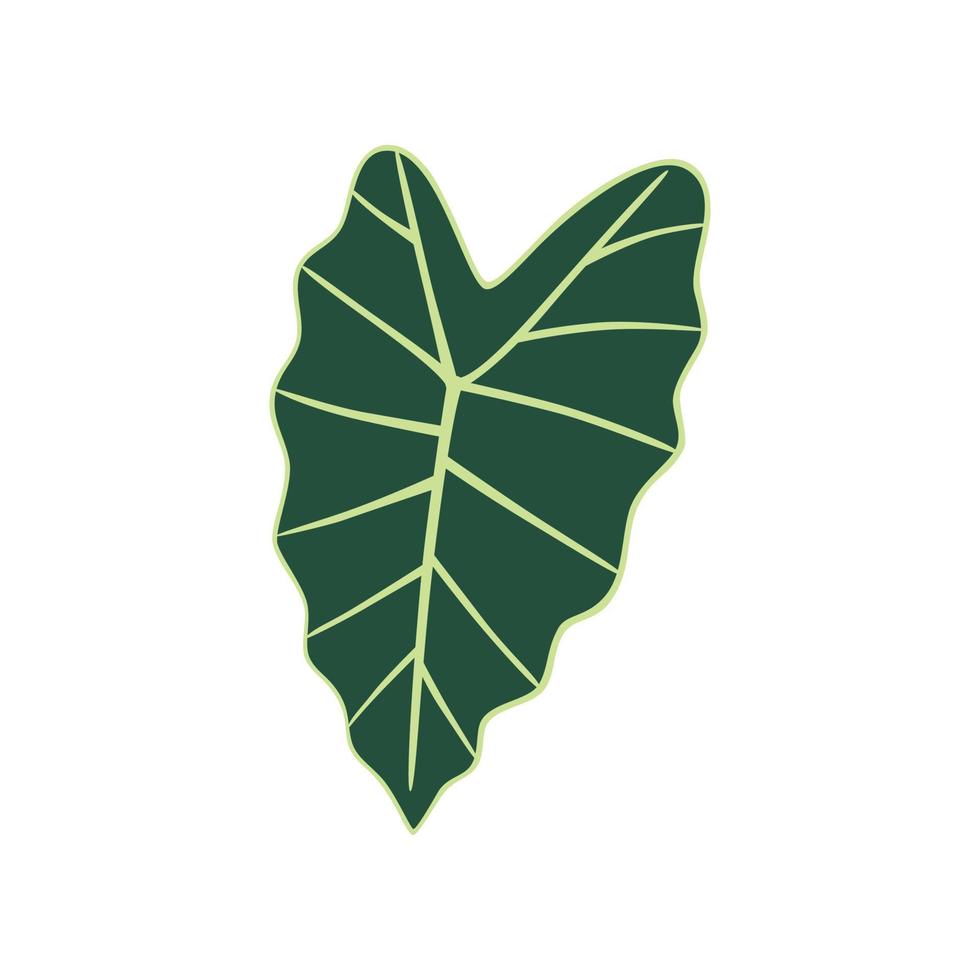 blad alocasia polly. exotisk växt. vektor