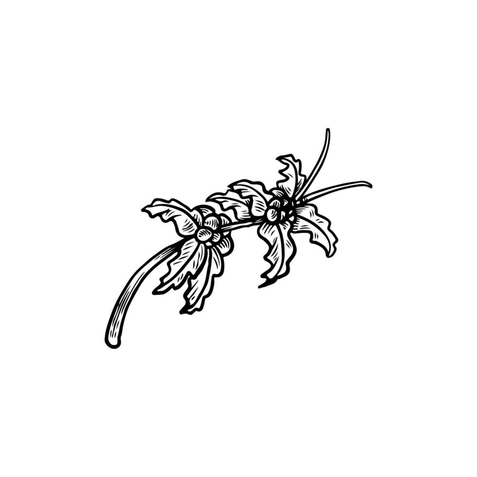 kaffebönor illustration. en kaffeträd grenar med blomma, blad och bönor isolerad på vit bakgrund. botanisk ritning i grafisk vintage stil handritad vektor. organisk natur skiss vektor