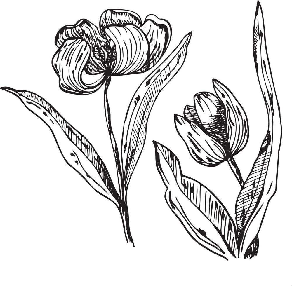 ein einstellen von Vektor Abbildungen von ein Tulpe. ein Tulpe hervorgehoben auf ein Weiß Hintergrund. ein Zeichnung von Tulpe Blumen im Tinte, gemacht durch Hand im Tinte. Vektor Grafik von Blumen.
