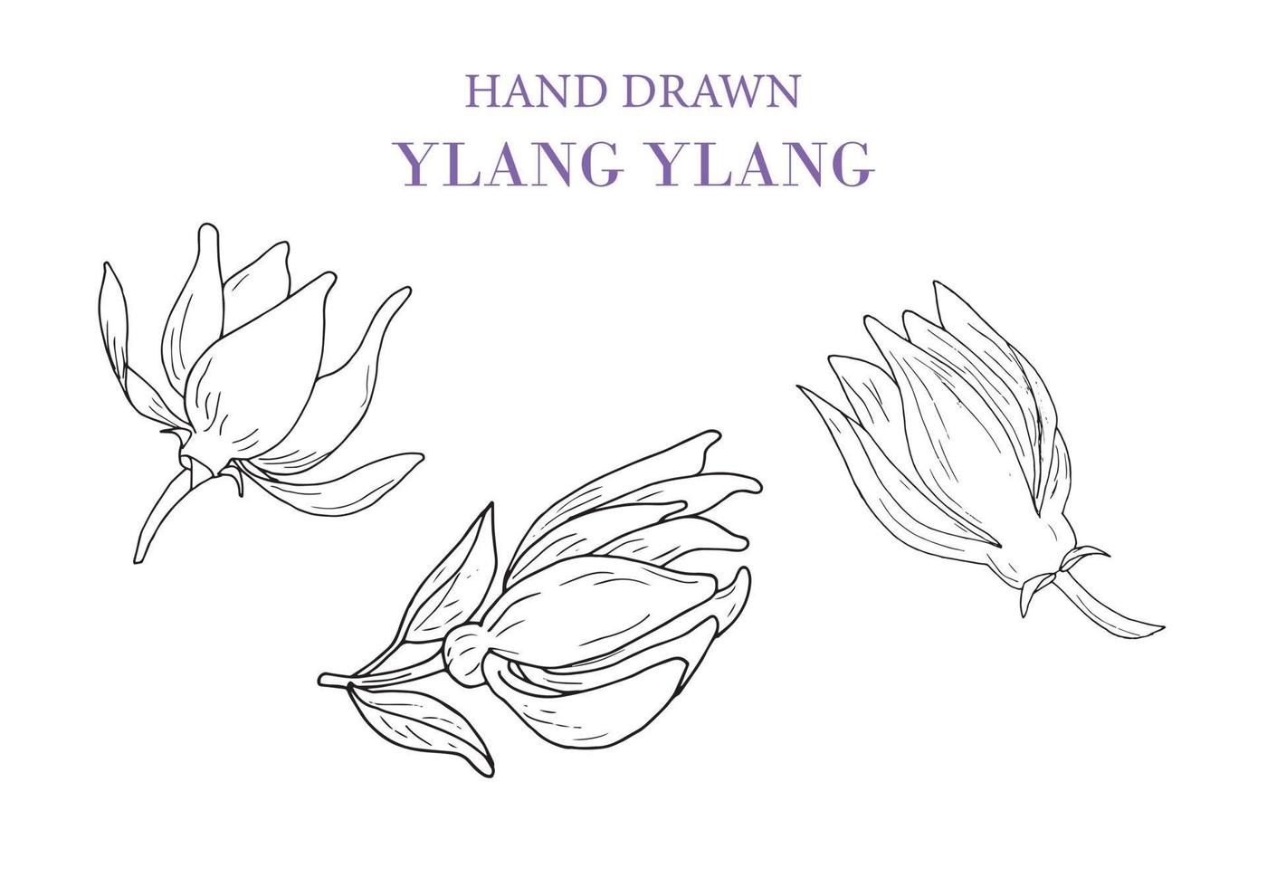Hand gezeichnetylang Ylang Vektor Zeichnung Satz. isoliert Illustration von medizinisch Blume. Schönheit und Spa, kosmetisch Zutat.