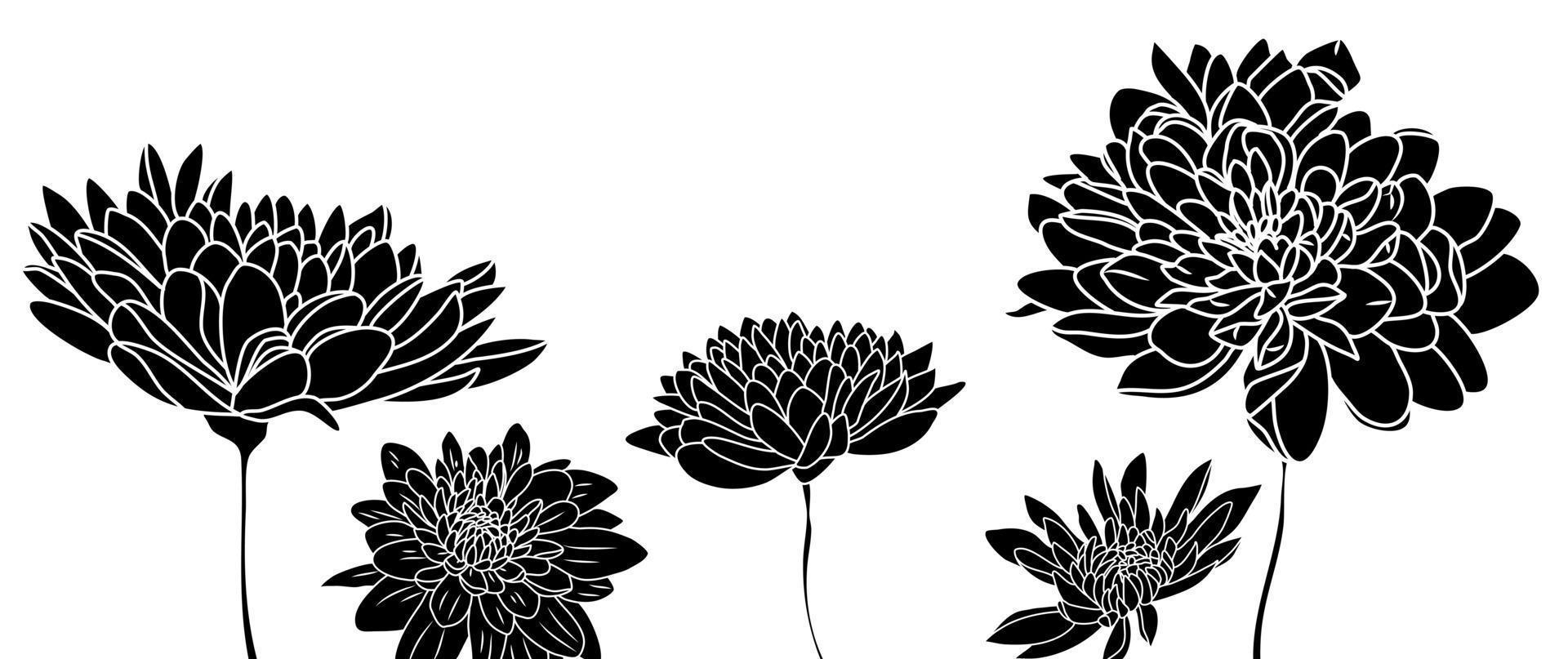 Sammlung von Blumen. Hintergrund mit Chrysanthemen. Vektor Chrysantheme Blumen. Hintergrund mit schwarz Grafik Farben