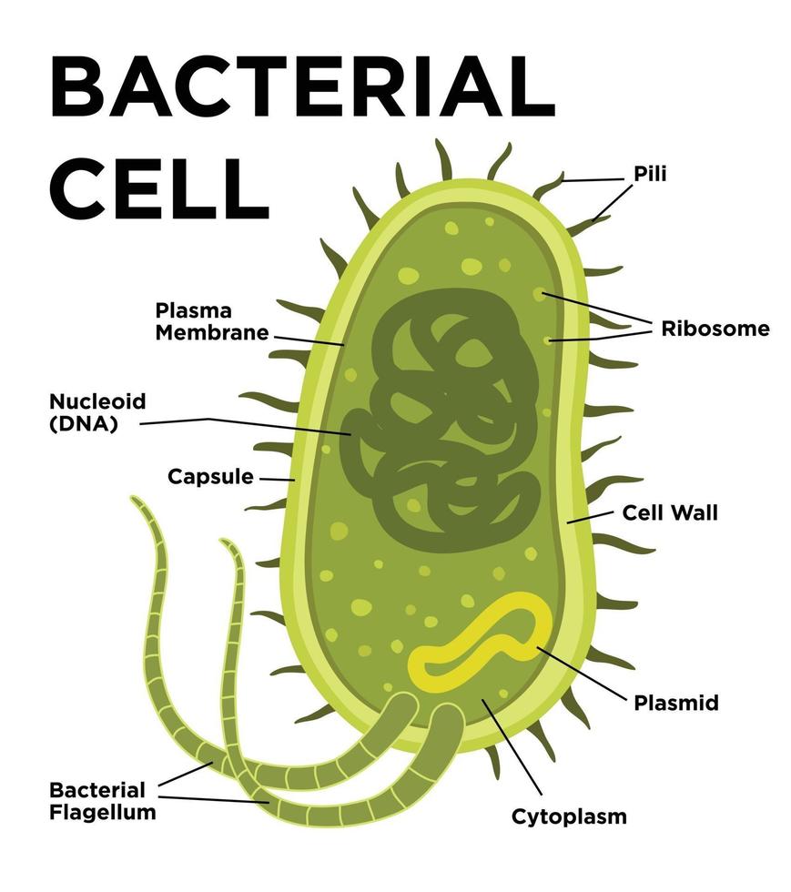 bakteriell cellanatomi i platt stil. vektor modern illustration. märkningsstrukturer på en bacilluscell med nukleoid dna och ribosomer. externa strukturer inkluderar kapsel, pili och flagellum.