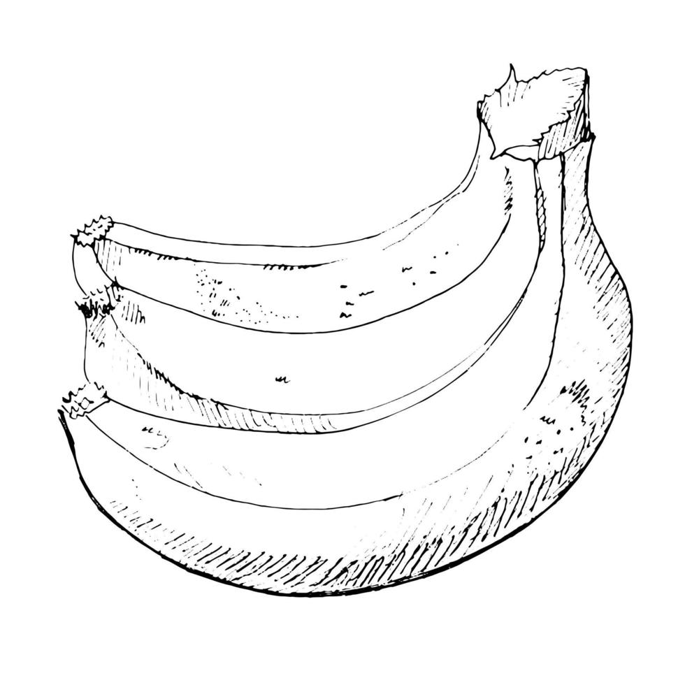 svartvit skiss av tre bananer på en vit bakgrund. vektor handritad illustration.