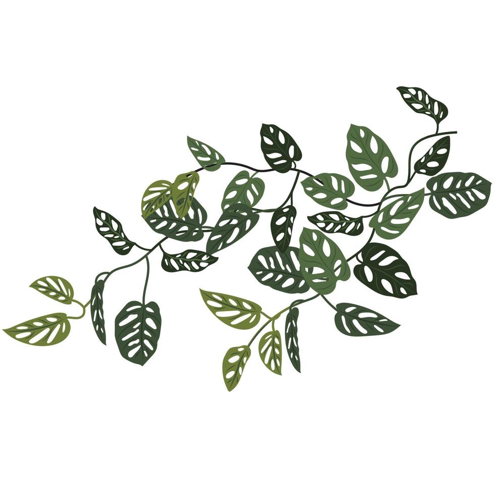 tropisch Liane Affe Monstera. Philodendron, Affe Maske Clip Kunst, Schlingpflanze, Blume. vektor