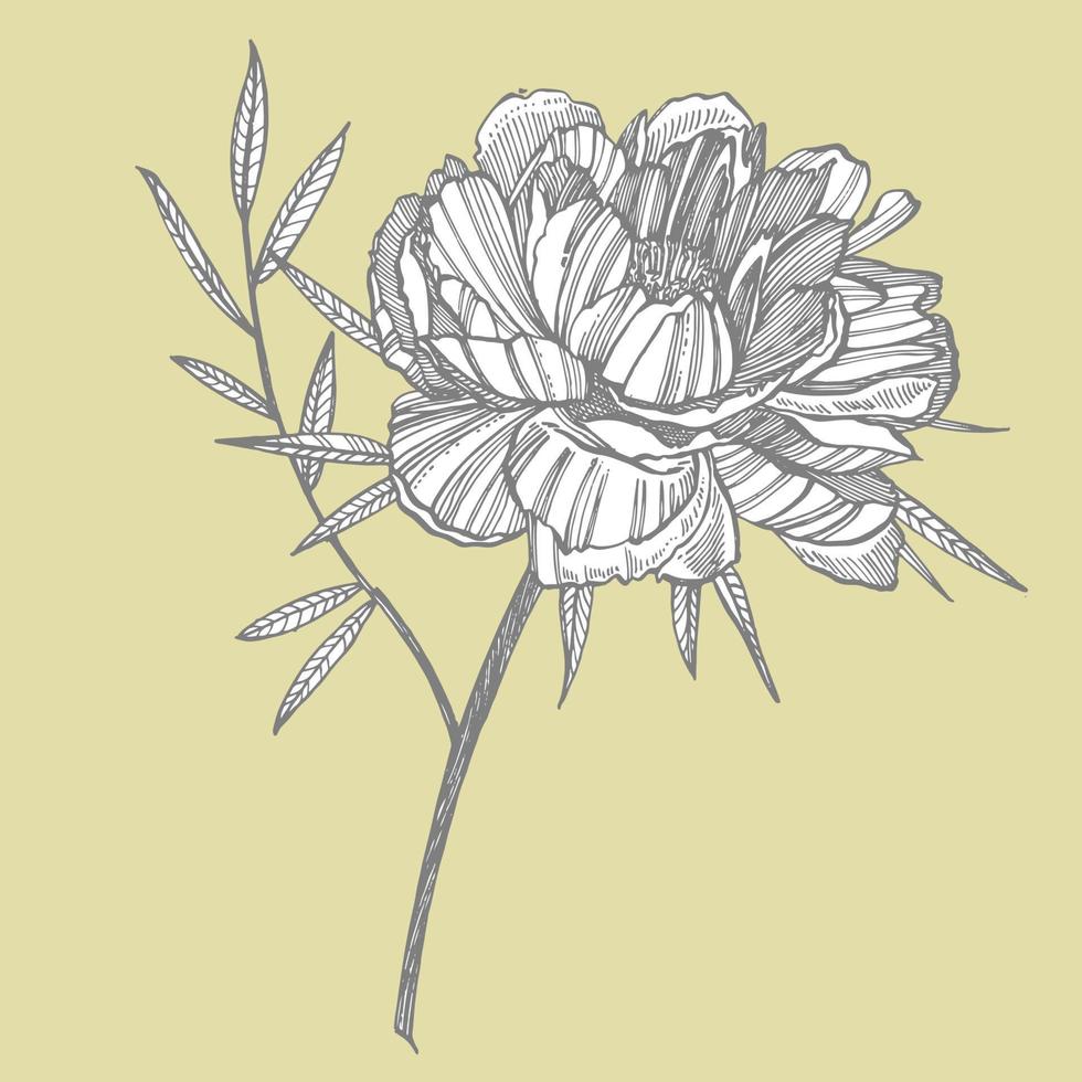 pion blomma och löv teckning. hand dragen graverat blommig uppsättning. botanisk illustrationer. bra för tatuering, inbjudningar, hälsning kort vektor