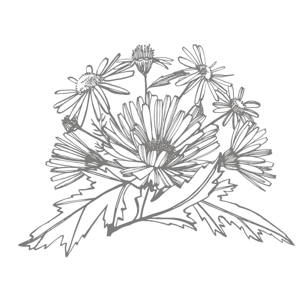 Kamille. Sammlung von Hand gezeichnet Blumen und Pflanzen. Botanik. Satz. Jahrgang Blumen. schwarz und Weiß Illustration im das Stil von Gravuren. vektor