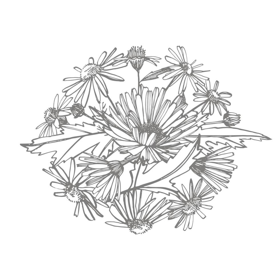kamomill. samling av hand dragen blommor och växter. botanik. uppsättning. årgång blommor. svart och vit illustration i de stil av gravyrer. vektor
