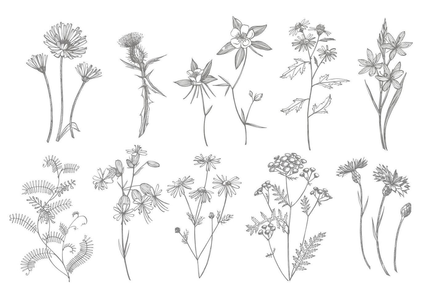 Sammlung von Hand gezeichnet Blumen und Kräuter. botanisch Pflanze Illustration. Jahrgang medizinisch Kräuter skizzieren einstellen von Tinte Hand gezeichnet medizinisch Kräuter und Pflanzen skizzieren vektor