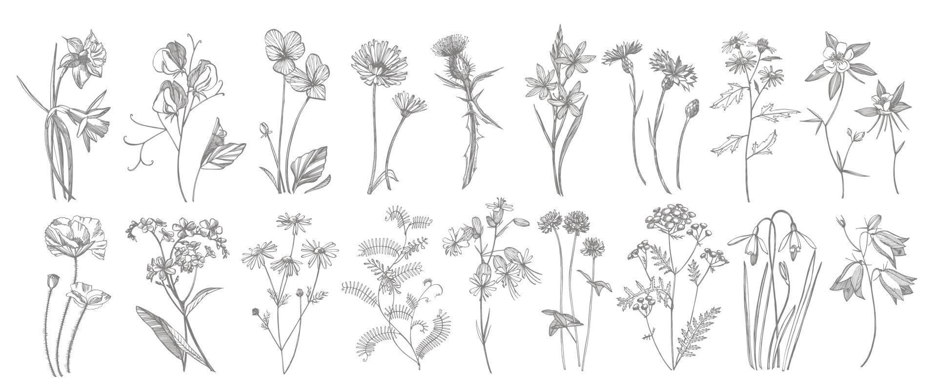 samling av hand dragen blommor och örter. botanisk växt illustration. årgång medicinsk örter skiss uppsättning av bläck hand dragen medicinsk örter och växter skiss vektor