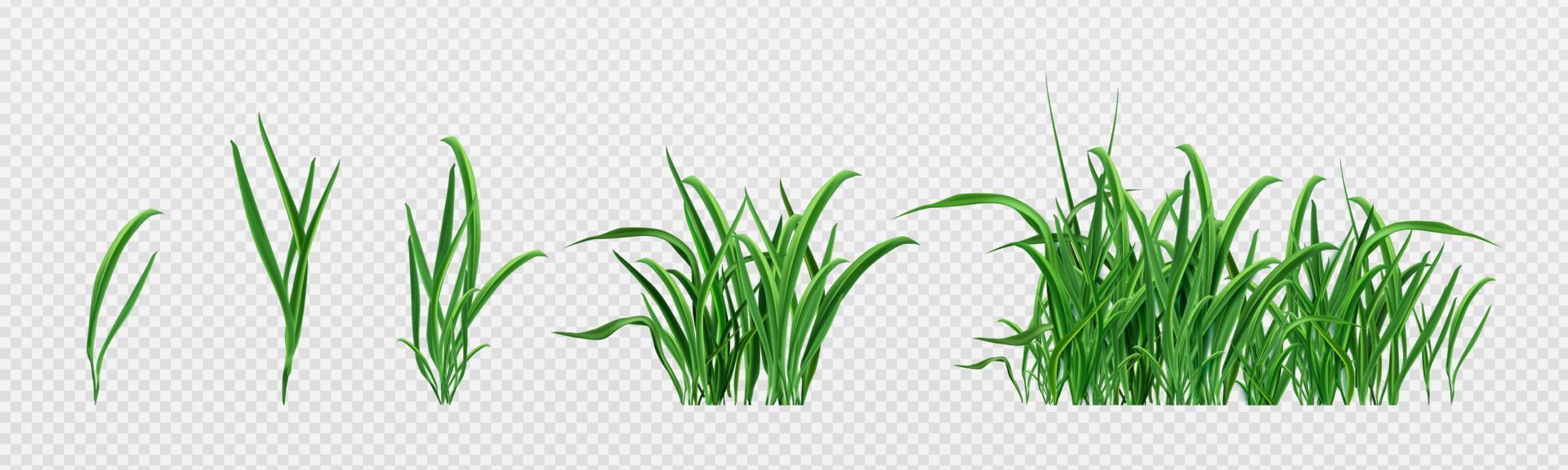 realistisk uppsättning av grön gräs groddar vektor