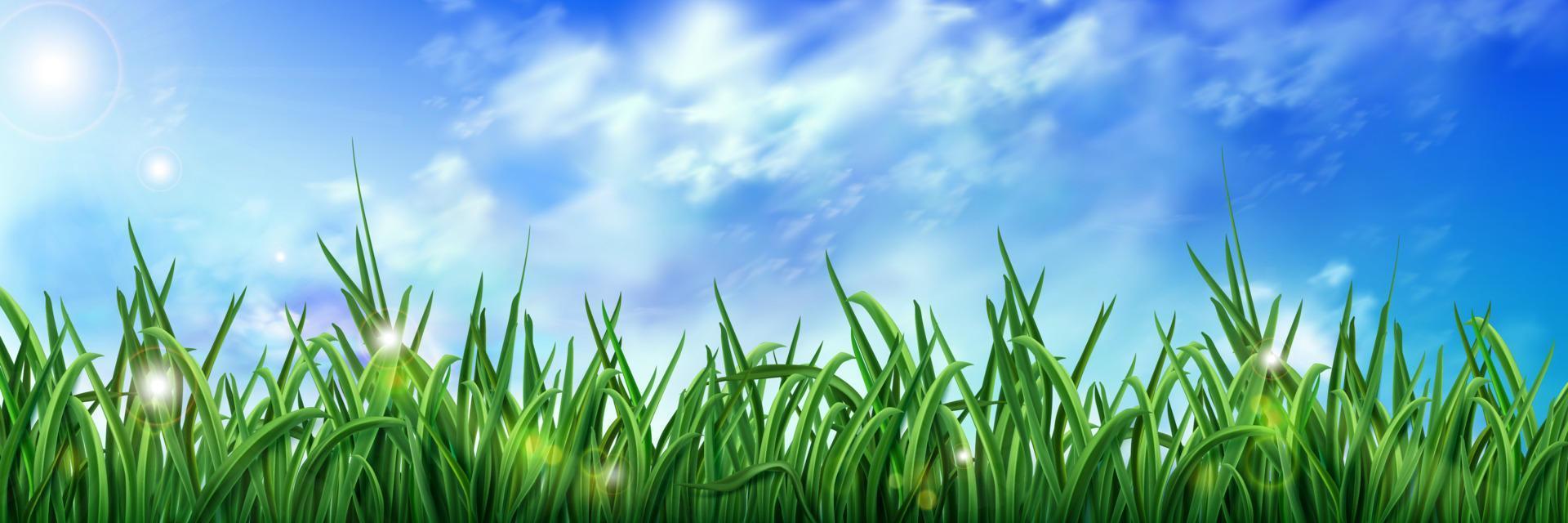 realistisk grön gräs under blå himmel vektor