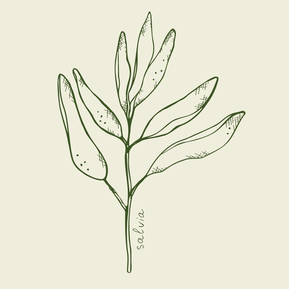 Salvia skizzieren Vektor illustration.botanisch organisch Blätter, grün Salbei Hand ziehen. Salbei Pflanze mit Blätter.mystisch Symbol zum spirituell Praxis.Design Elemente.