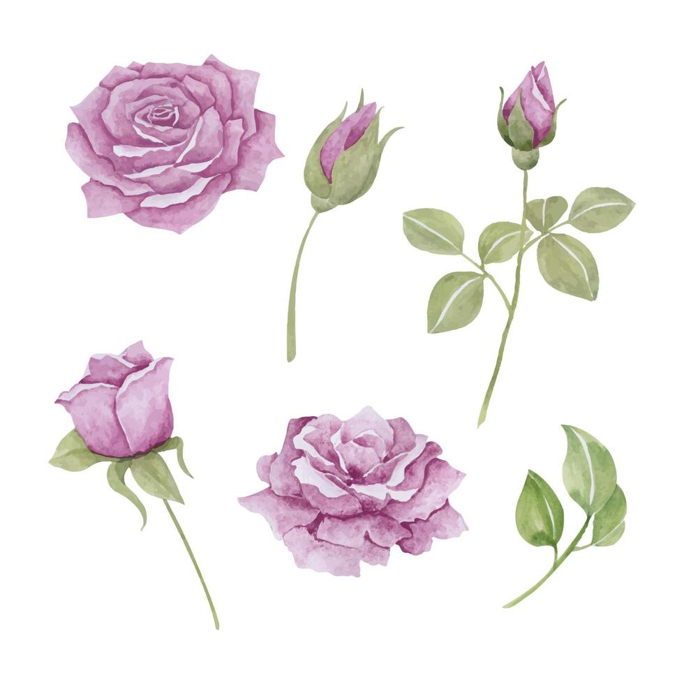 einstellen von ziemlich Rosen im lila Töne, Hand gezeichnet Aquarell Vektor Illustration zum Gruß Karte oder Einladung Design