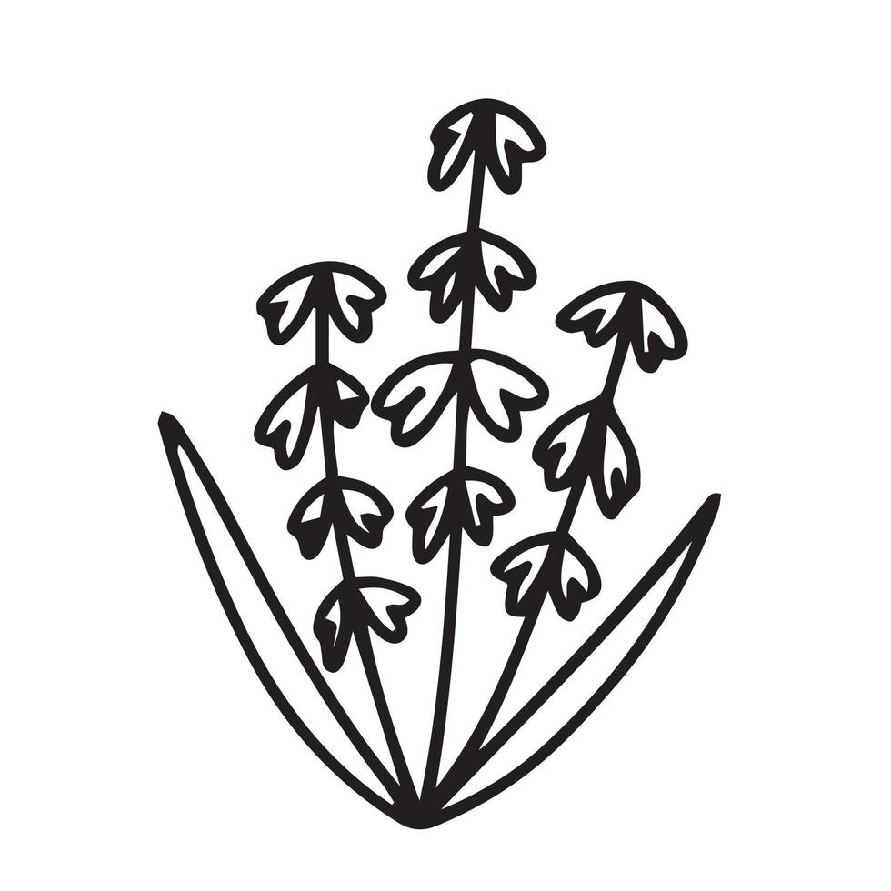 Hand gezeichnet Lilie von das Senke Gekritzel Illustration. Gekritzel Lilie von das Senke Blume Vektor skizzieren