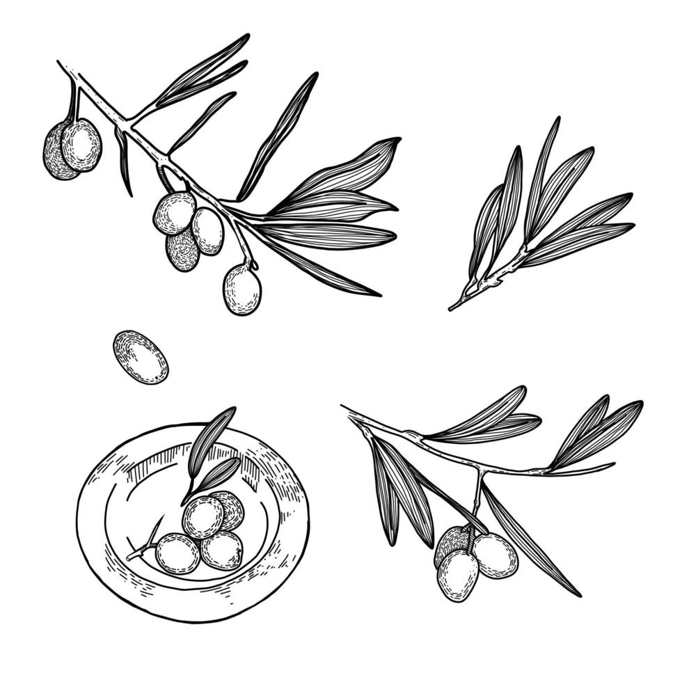 ein einstellen von Vektor Elemente, Olive Geäst mit Beeren, Blätter, ein Teller mit Oliven, Oliven gezeichnet im ein Vektor auf ein Weiß Hintergrund. geeignet zum Speisekarte Design, Küche Dekoration, Scrapbooking.
