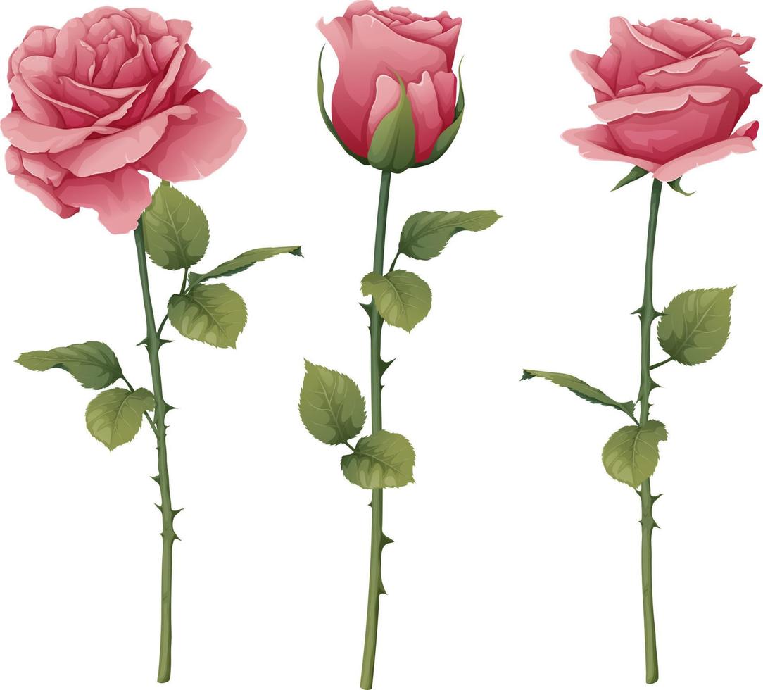 einstellen von Rosen mit Stengel und Blätter auf ein isoliert Hintergrund. Rosa Blume Knospe mit Blätter. Geschenk zum Valentinsgrüße Tag, Urlaub, Romantik. Frühling Illustration vektor