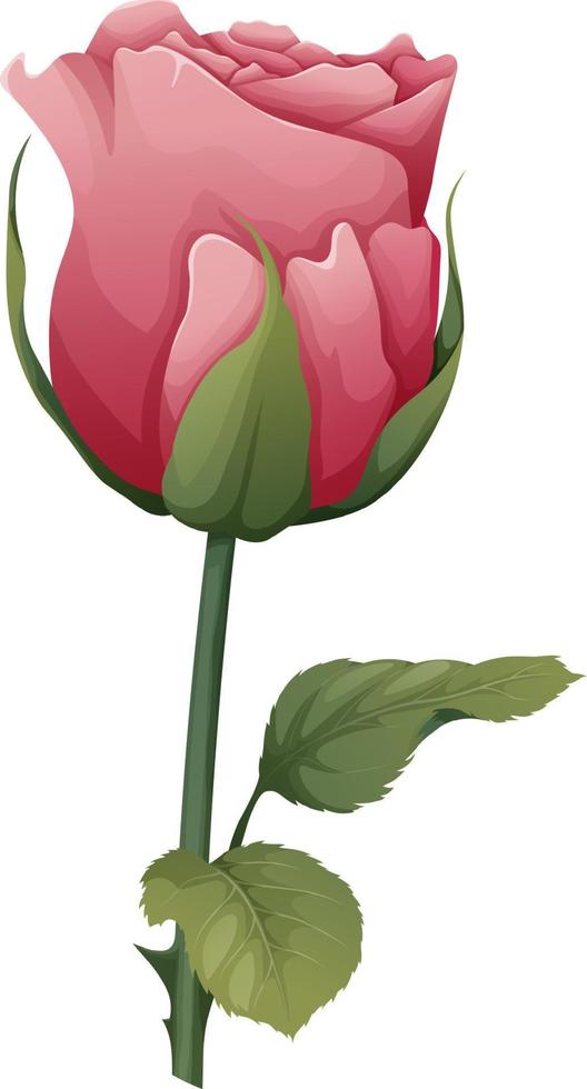 vektor illustration av en reste sig på ett isolerat bakgrund. rosa blomma knopp med löv. gåva för valentines dag, Semester, romantik. vår illustration