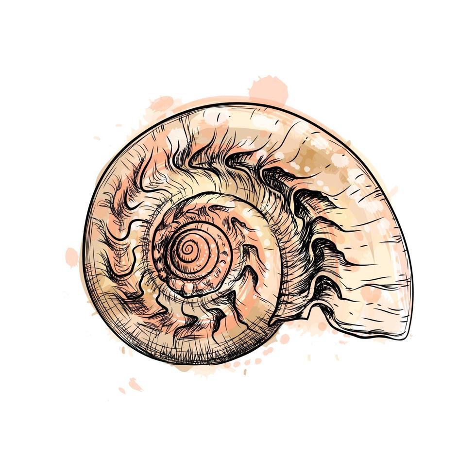 Nautilus-Muschelschnitt aus einem Spritzer Aquarell, handgezeichnete Skizze. Vektorillustration von Farben vektor