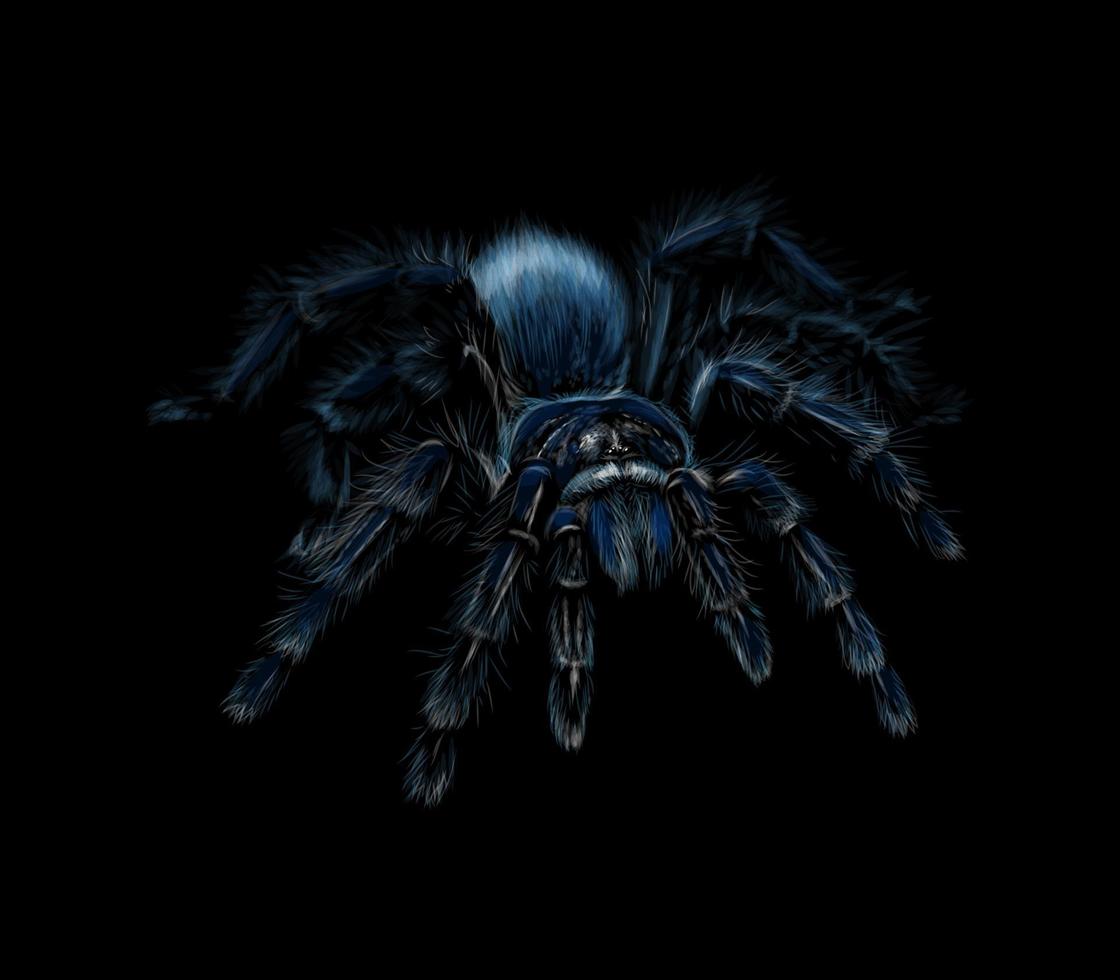 Porträt einer Spinnen-Vogelspinne-Grammostola auf einem schwarzen Hintergrund. Vektorillustration vektor