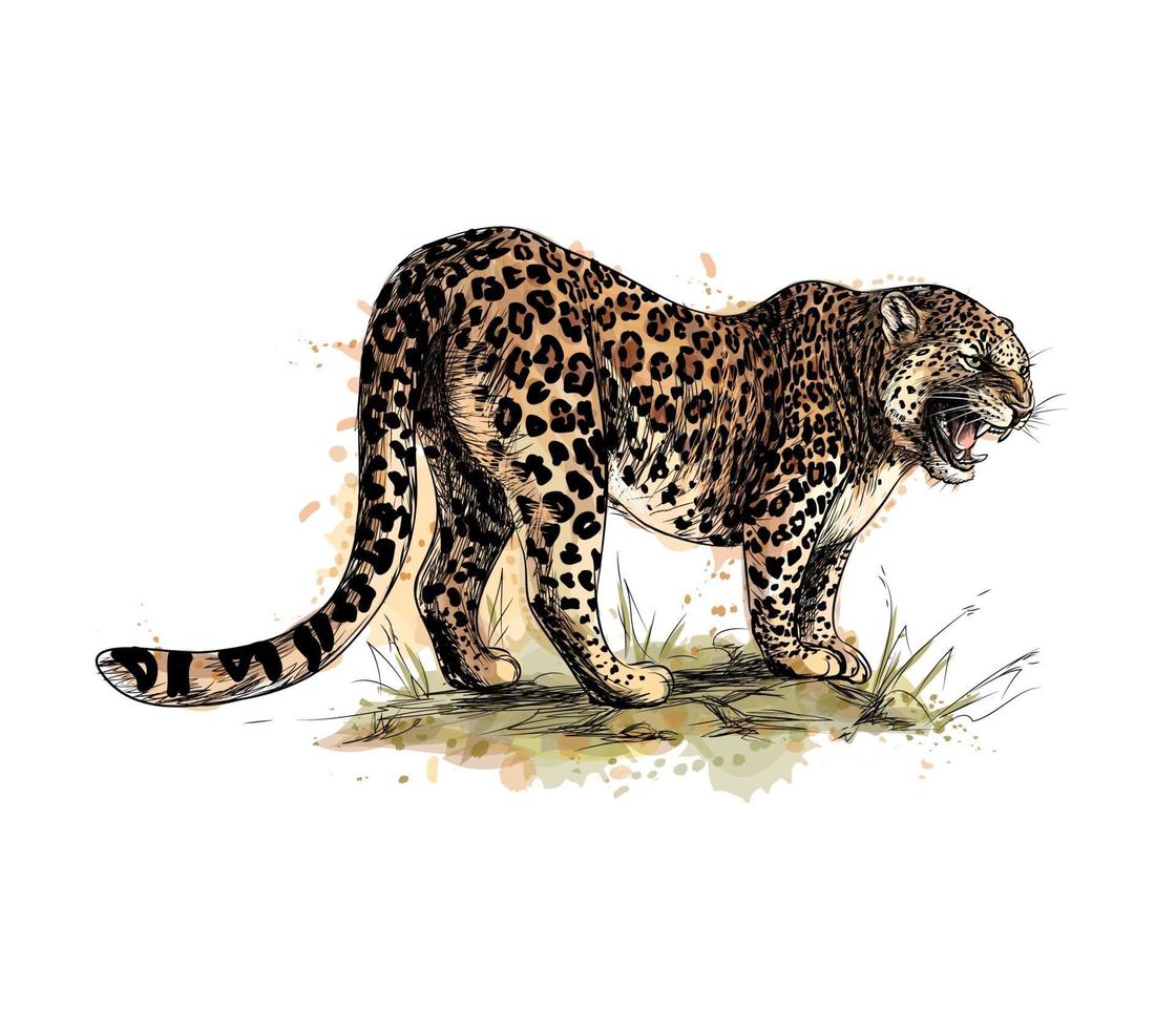 Porträt eines Leoparden aus einem Spritzer Aquarell, handgezeichnete Skizze. Vektorillustration von Farben vektor