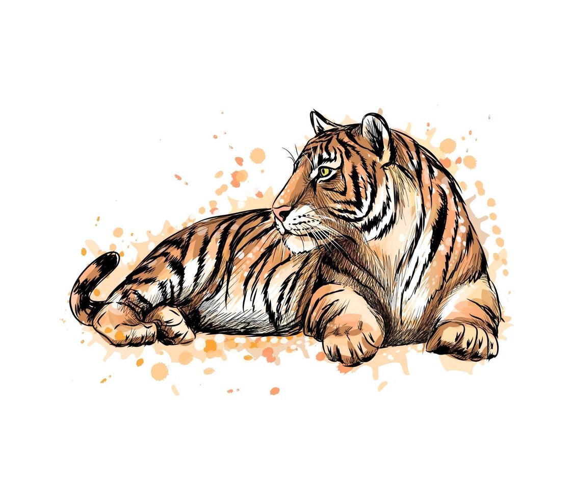 Porträt eines liegenden Tigers aus einem Spritzer Aquarell, handgezeichnete Skizze. Vektorillustration von Farben vektor