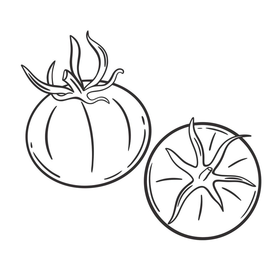 tomat hand gravyr isolerat vektor illustration