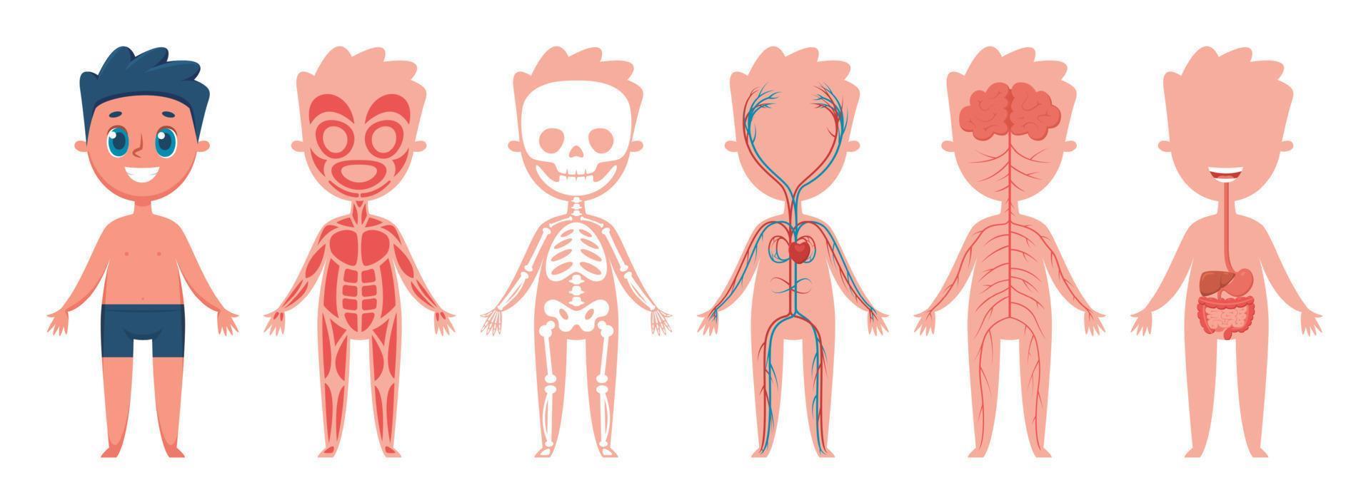 Junge Körper Anatomie. Mensch muskulös, Skelett, Kreislauf, nervös und Verdauungs- Systeme. lehrreich Illustration zum Kinder Vektor einstellen