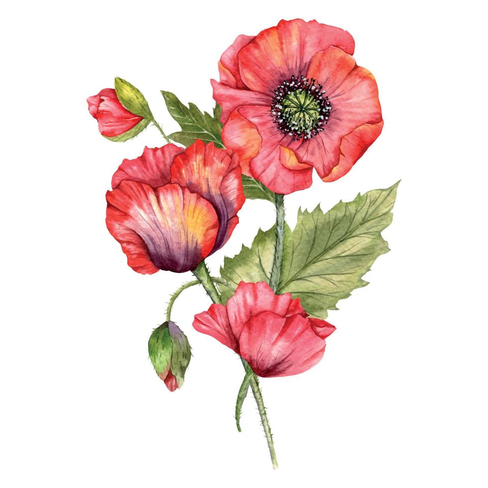 rot Mohn Blumen Aquarell Illustration, Hand gemalt Wildblumen Strauß. perfekt zum Hochzeit Einladungen, Braut- Dusche und Blumen- Gruß Karten vektor