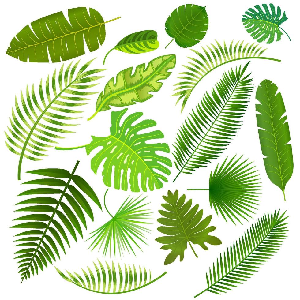 tropisch Blätter Sammlung Vektor Illustration