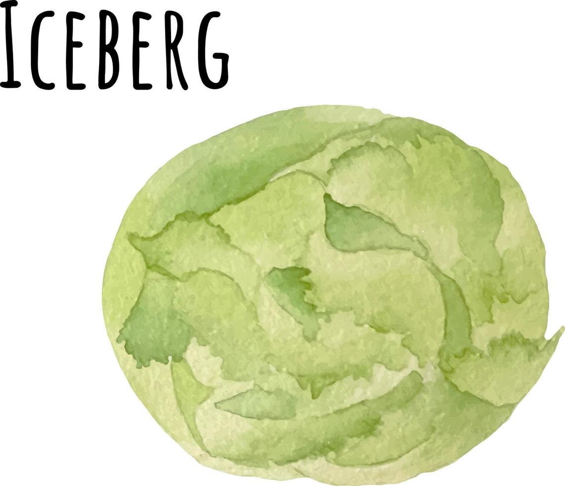 vattenfärg illustration av grön isberg. färsk rå grönsaker. isberg älskare illustration vektor