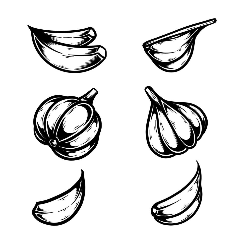 Knoblauch Set Hand gezeichnete Vektor-Illustration vektor