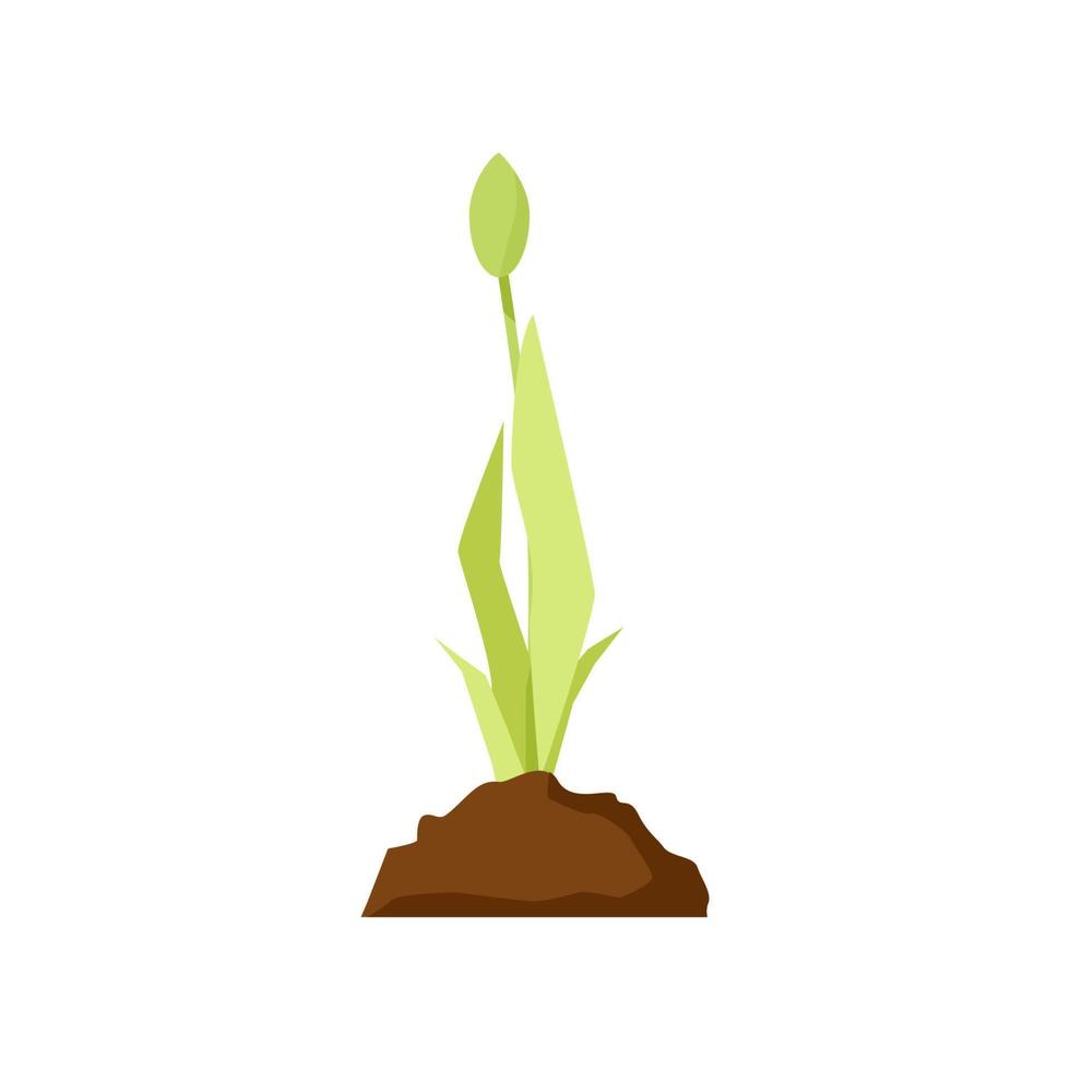 grön tulpan gro från en bröst av jord vektor