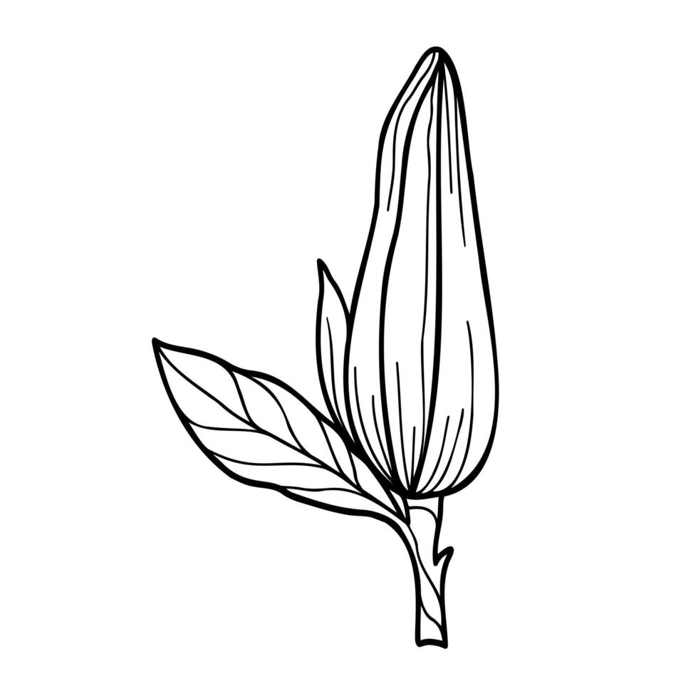 linje konst ClipArt med magnolia blommor vektor
