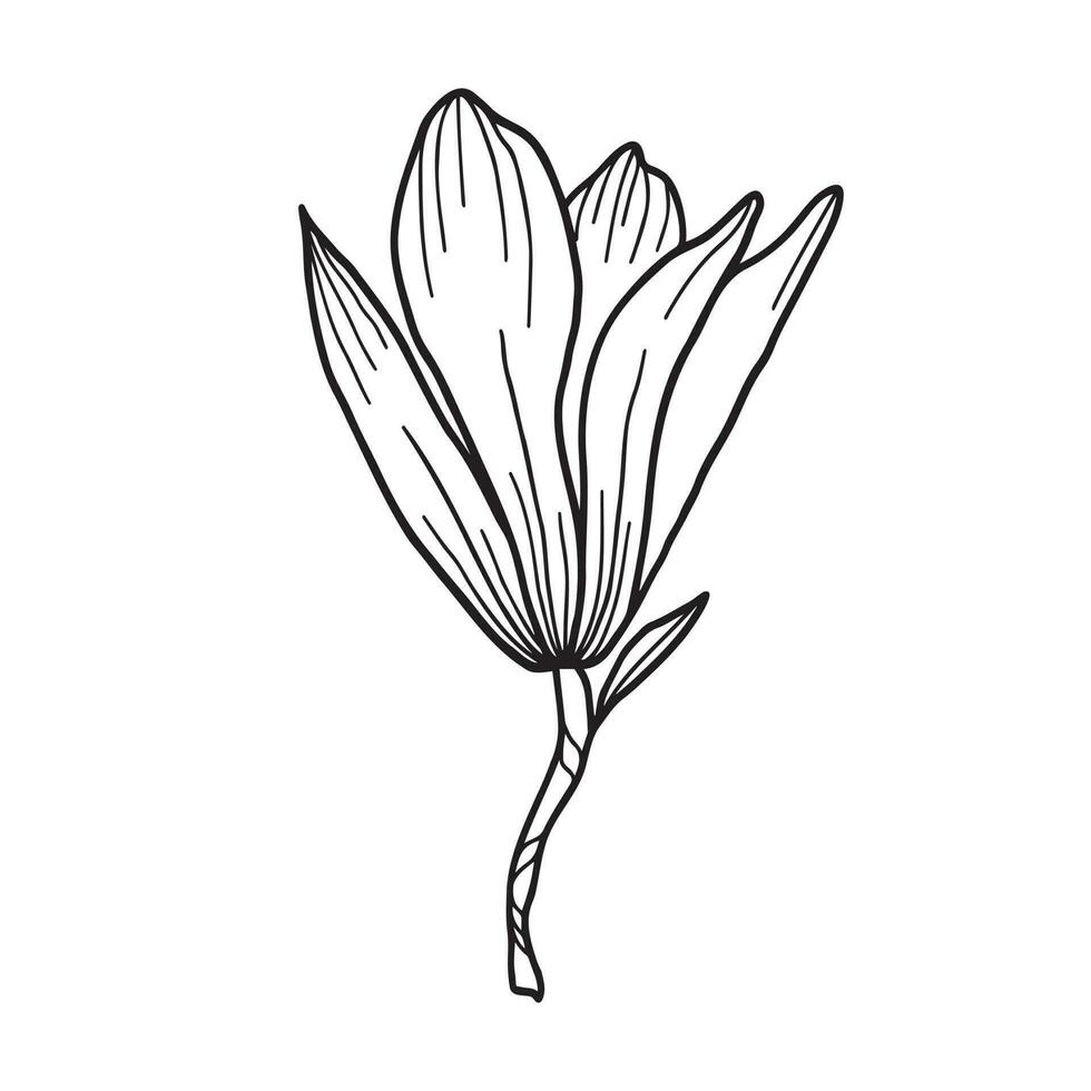 linje konst ClipArt med magnolia blommor vektor