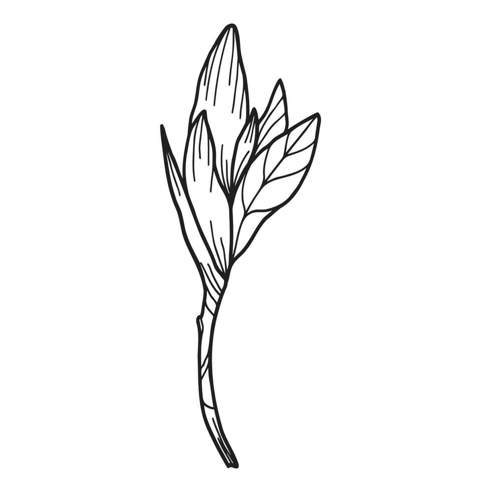 linje konst ClipArt med magnolia blommor vektor