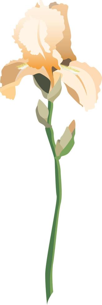 enda gul iris blomma på en stam med knoppar isolerat på vit bakgrund vektor