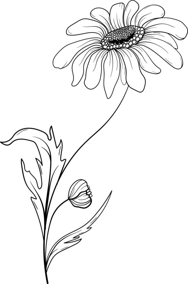 linjär daisy och löv. hand dragen illustration. vektor