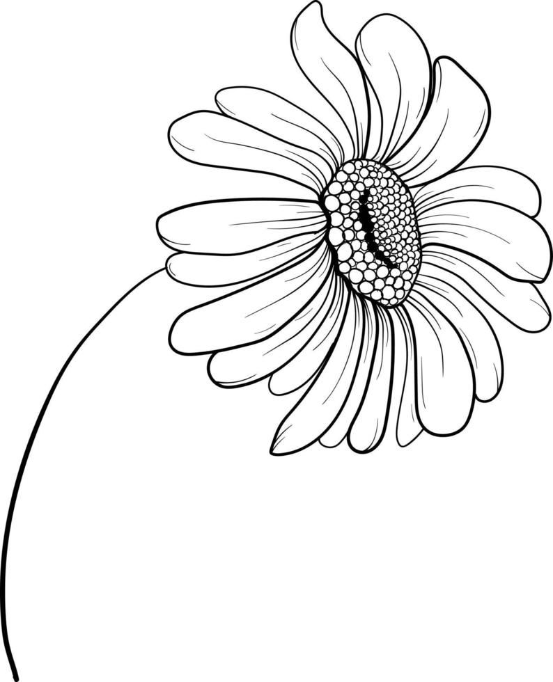 linear Gänseblümchen und Blätter. Hand gezeichnet Illustration. vektor