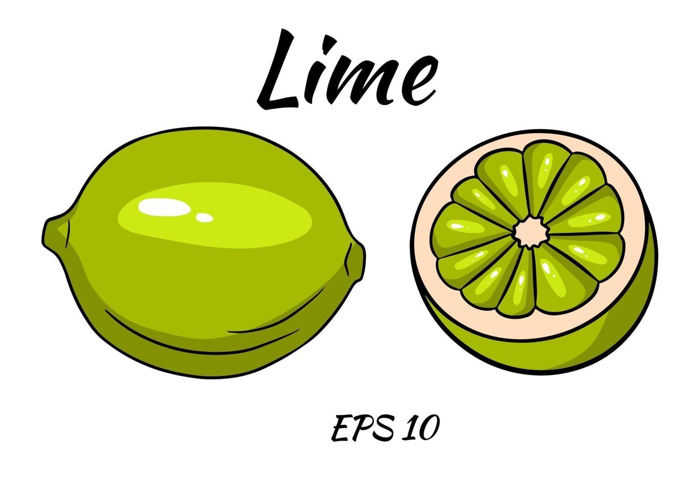 uppsättning saftiga limefrukter. kalk, hel och halvskuren. vektor