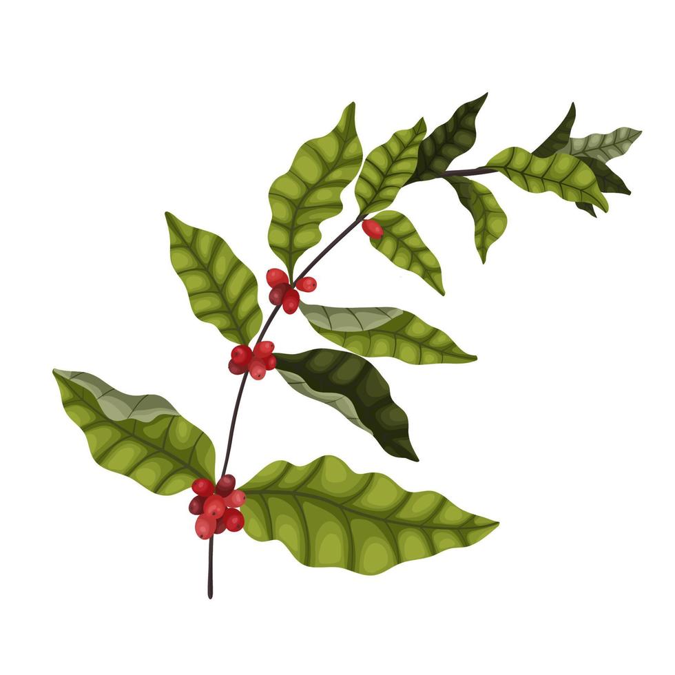 isolera på en vit bakgrund en stor gren av en kaffe träd med bär och löv i en tecknad serie stil. mörk grön löv och röd kaffe bär för förpackning och reklam design. vektor