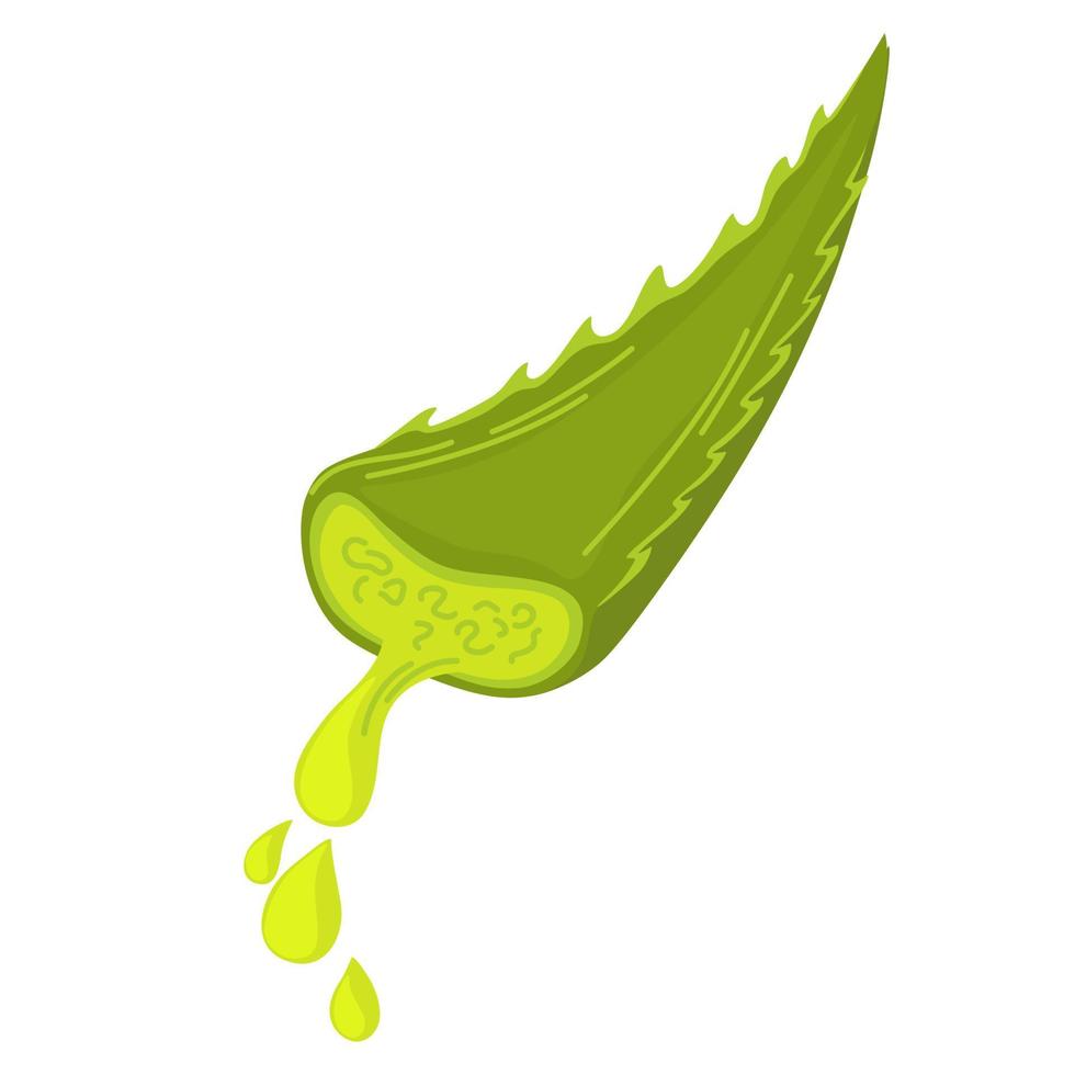 aloe vera blad med en släppa av juice. ingrediens för kosmetisk Produkter, utskrift och webb. vektor tecknad serie illustration isolerat på de vit bakgrund.