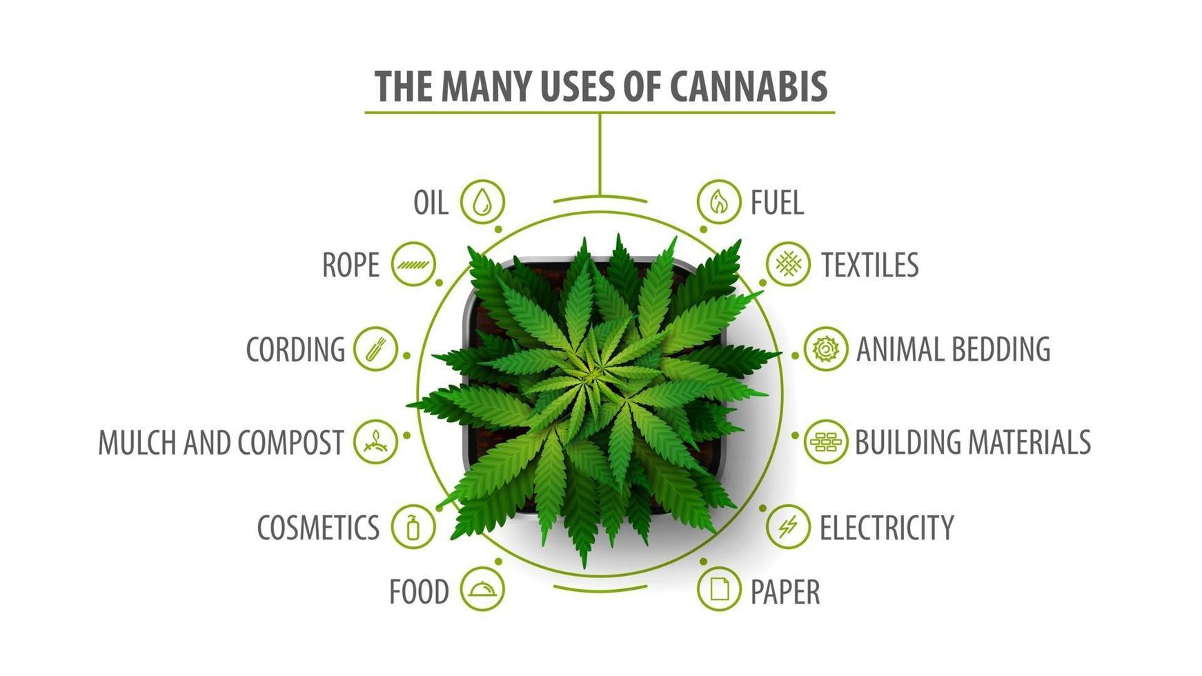 många användningar av cannabis, vit affisch med infografik och greenbush av cannabisväxt, ovanifrån vektor