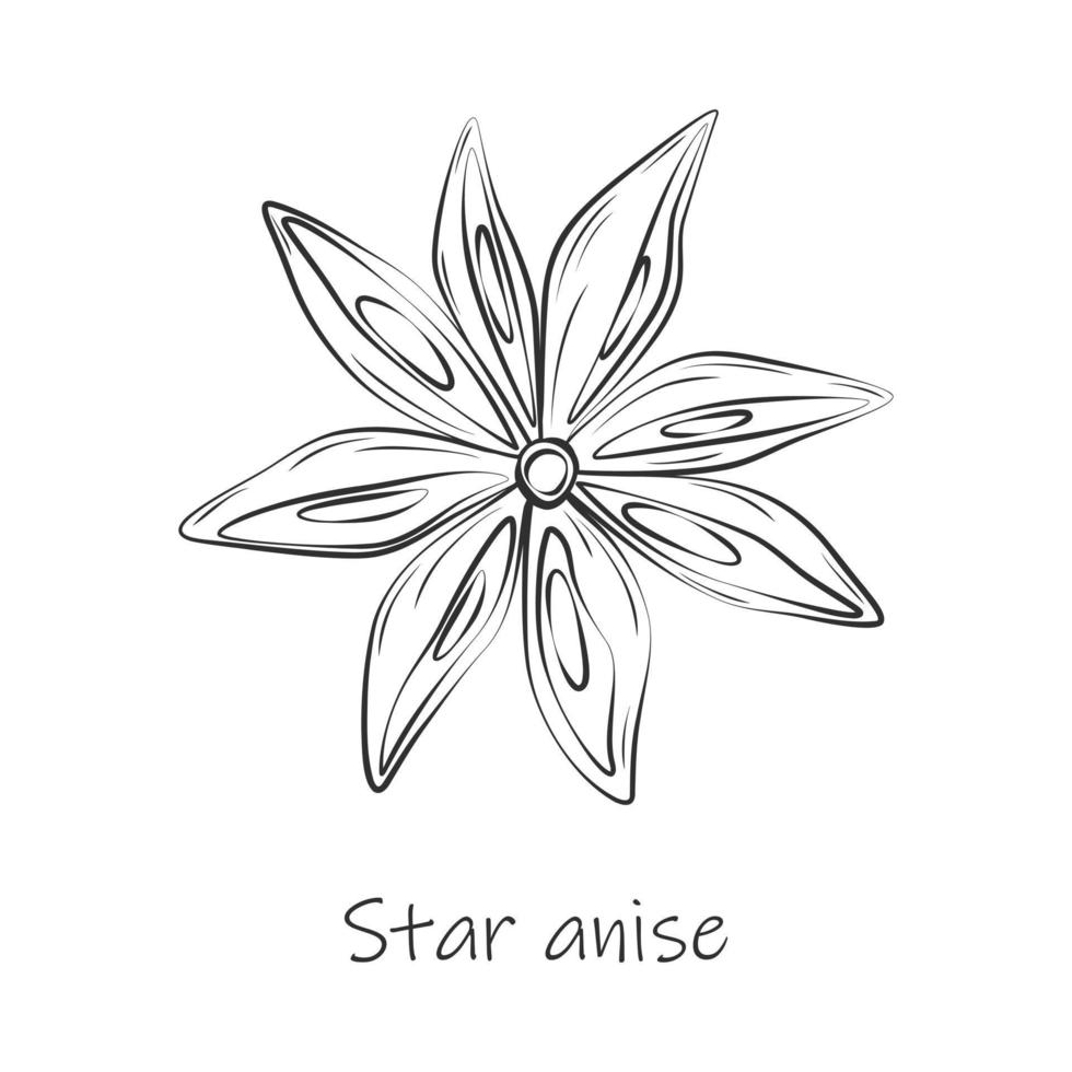 Gliederung Zeichnung von ein Anis Star mit Beschriftung. würzig würzen zum Kaffee oder überlegte Wein. Aufkleber. eps vektor