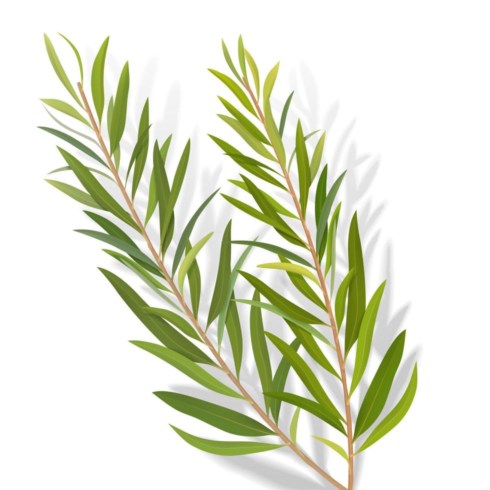 3d Illustration von Tee Baum Blätter, Kraut zum Kosmetika, Paket, wesentlich Öl, isoliert auf Weiß Hintergrund vektor