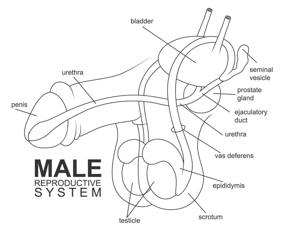 manlig reproduktiv systemet, vektor illustration