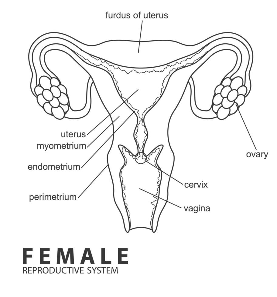 weiblich reproduktiv System Umriss, Vektor Illustration